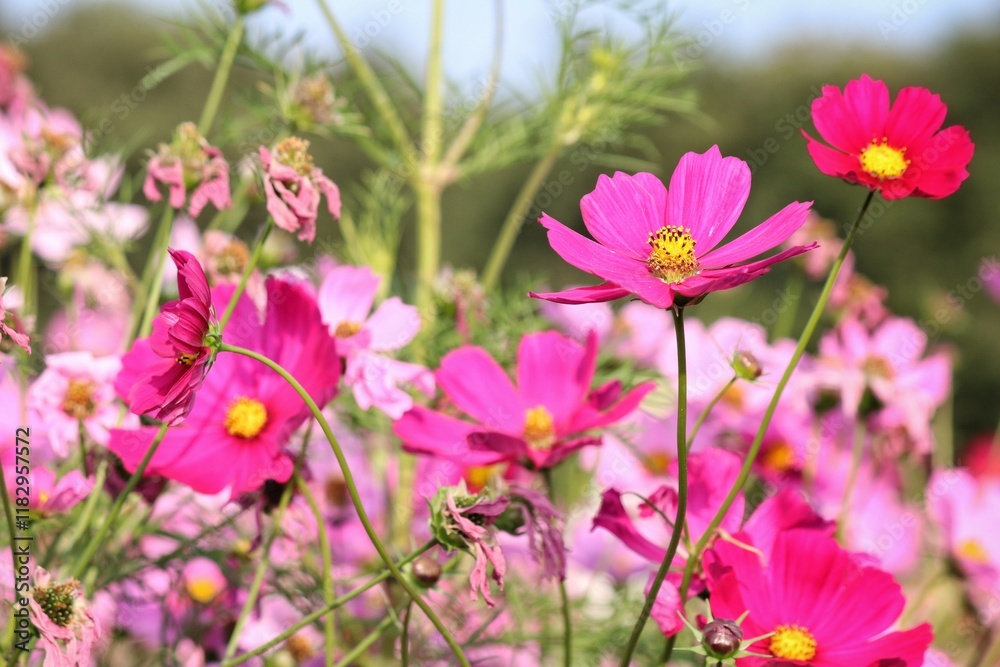 Pink cosmos flowers and leaves in the garden Pink cosmos flowers and leaves in the garden