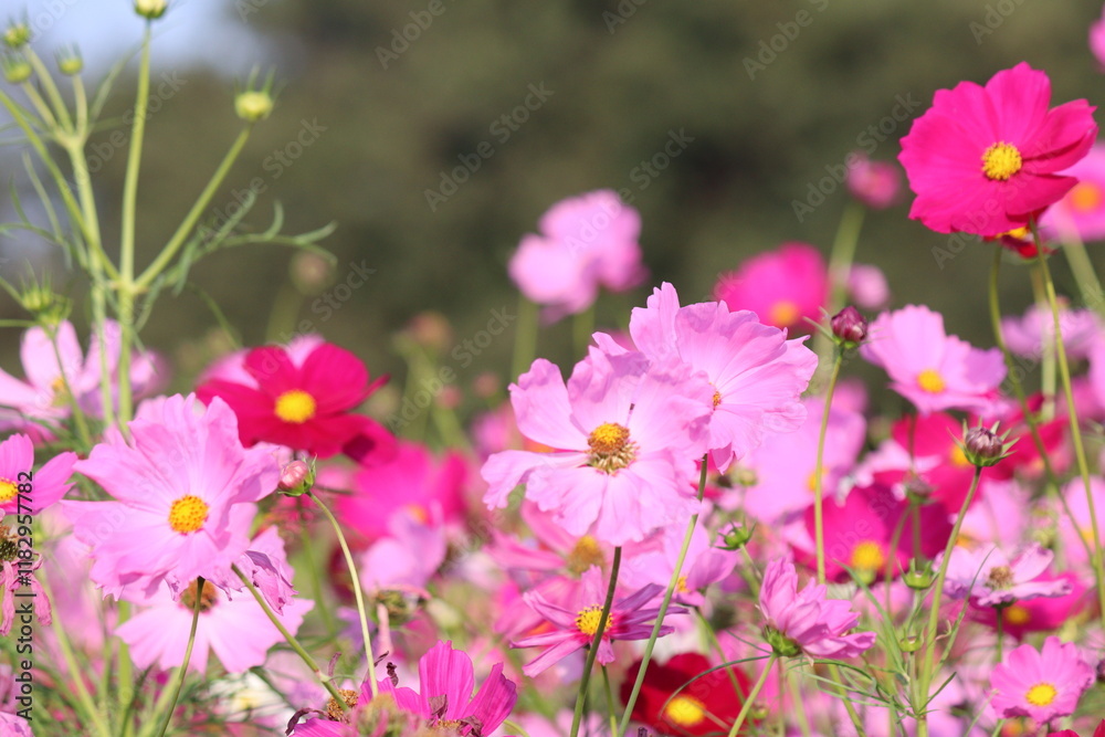 Pink cosmos flowers and leaves in the garden Pink cosmos flowers and leaves in the garden