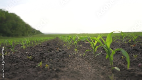 corn agriculture. green corn sprouts rows in field in the soil camera motion. business agriculture concept. corn many in rows in a farmer field. corn natural food green sprouts in soil bushes maize photo