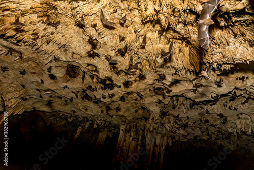 Cave full of bats in Guanahacabibes National Park. photo