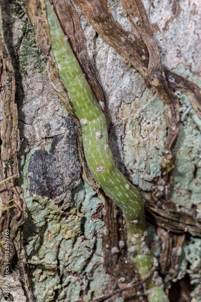 The unique green speckled root of a rare Ghost Orchid. The unique green speckled root of a rare Ghost Orchid.