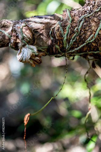 The rare Ghost Orchid roots are uniquely speckled. photo