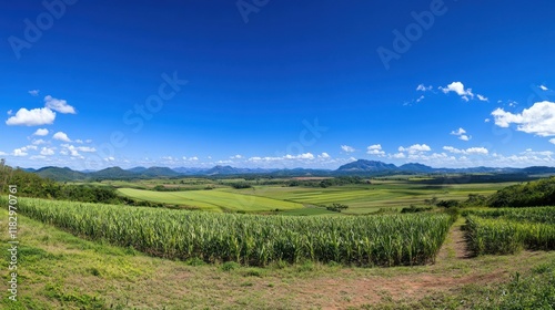 Panoramic View of Lush Green Sugarcane Fields Under a Bright Blue Sky