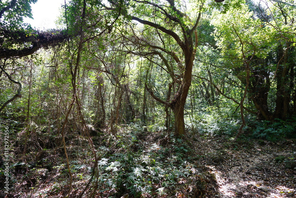wild spring forest with old trees and vines wild spring forest with old trees and vines