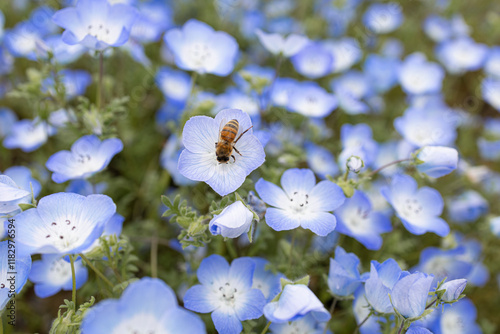 ネモフィラの花とみつばち