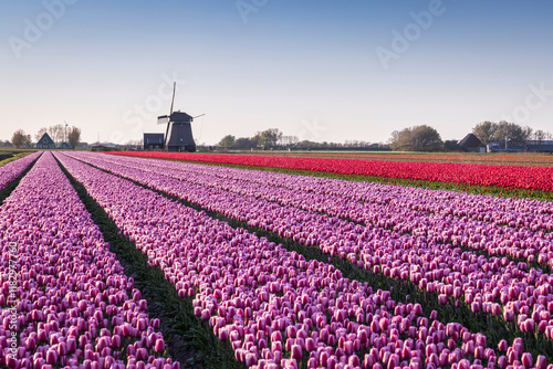 Netherlands, North Holland, Schagerbrug. Purple and red tulips.