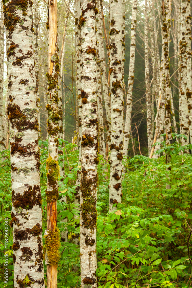 Obraz premium Canada, British Columbia, Inside Passage. Birch trees on Gribbell Island.