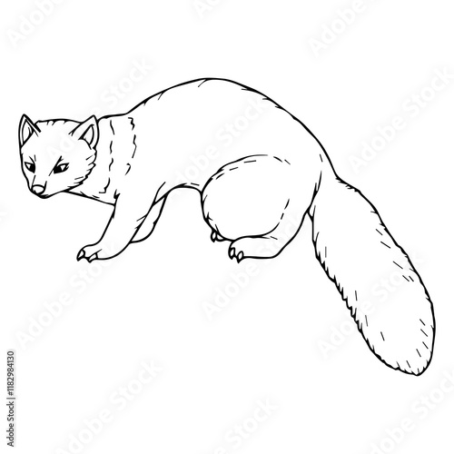 ferret line vector illustration