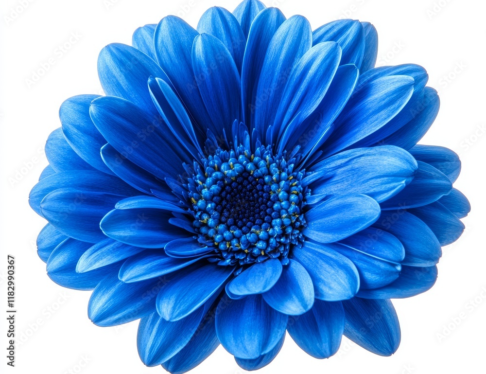 Vibrant blue gerbera daisy blossom isolated on white. Vibrant blue gerbera daisy blossom isolated on white.