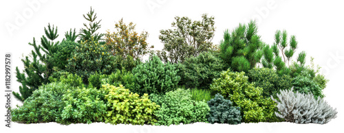 PNG A bushes and shrubs on a white background nature plants trees.