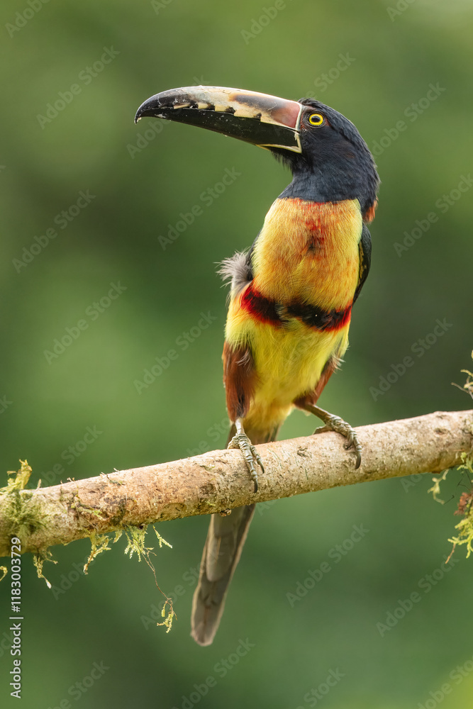 Fototapeta premium Toucan Collared Aracari, Pteroglossus torquatus, bird with big bill. Toucan sitting on the moss branch in the forest, Boca Tapada, Costa Rica. Nature travel in central America