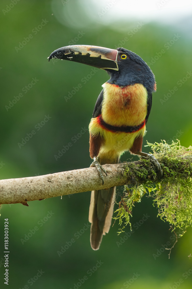 Fototapeta premium Toucan Collared Aracari, Pteroglossus torquatus, bird with big bill. Toucan sitting on the moss branch in the forest, Boca Tapada, Costa Rica. Nature travel in central America
