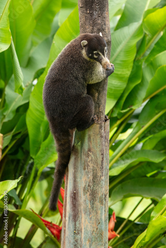 Tableau sur toile White-nosed coati (Nasua narica), also known as the coatimundi