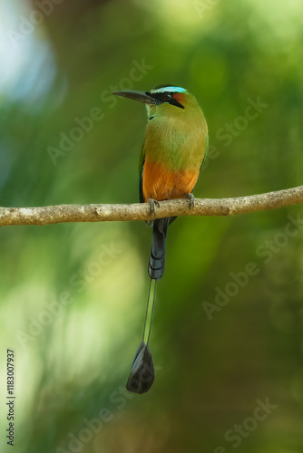 Turquoise-browed motmot (Eumomota superciliosa) also known as Torogoz, is a colourful, medium-sized bird of the motmot family photo