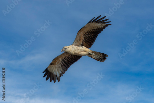Yellow-headed caracara (Milvago chimachima) is a bird of prey in the family Falconidae. Much smaller than Crested Caracara, without dark cap. Found in open habitats, such as fields and river edges.
