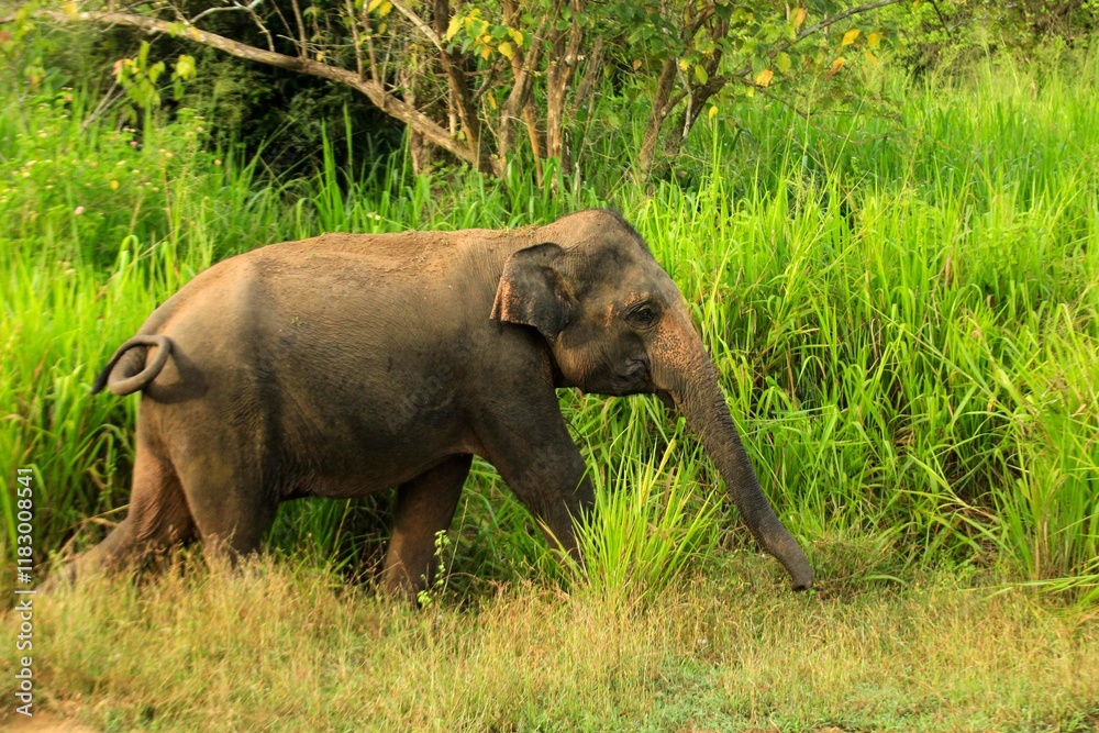 Sri Lankan Elephants in the Wild Sri Lankan Elephants in the Wild