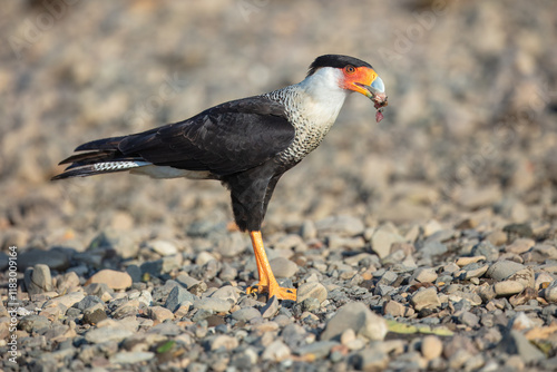 Southern crested caracara (Caracara plancus), also known as the southern caracara or carancho, is a bird of prey in the family Falconidae photo