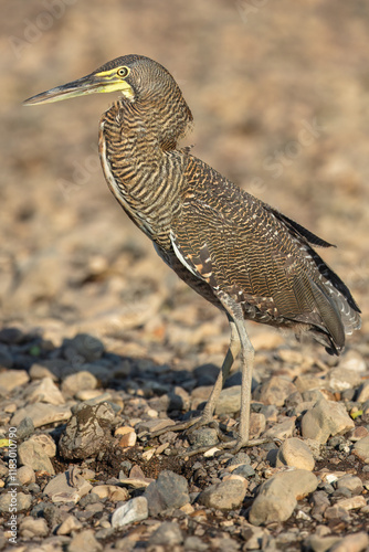 Fasciated Tiger-Heron Tigrisoma fasciatum, This medium-sized heron is often seen along fast-flowing rocky rivers and streams. Almost always seen seen singly, standing on a rock in river. photo