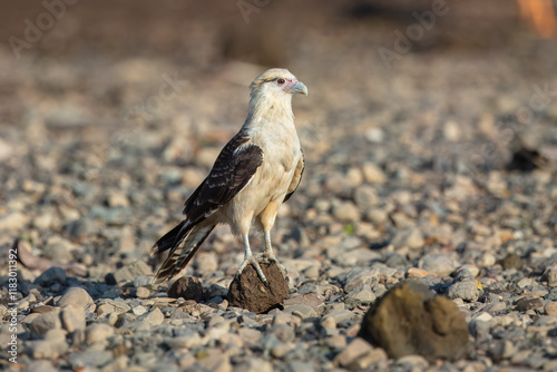 Yellow-headed caracara (Milvago chimachima) is a bird of prey in the family Falconidae. Much smaller than Crested Caracara, without dark cap. Found in open habitats, such as fields and river edges.