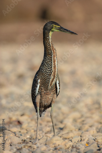 Fasciated Tiger-Heron Tigrisoma fasciatum, This medium-sized heron is often seen along fast-flowing rocky rivers and streams. Almost always seen seen singly, standing on a rock in river. photo