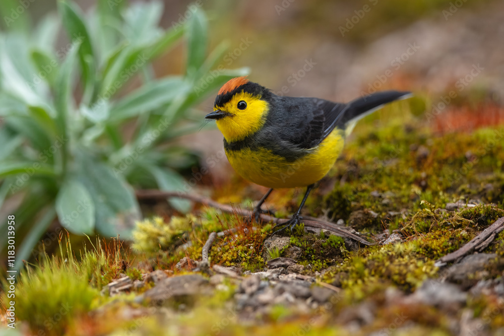 Fototapeta premium Collared whitestart, Myioborus torquatus, yellow grey red birs in the nature flower habitat. Collared redstart, tropical New World warbler endemic mountains of Costa Rica. Wildlife in forest.