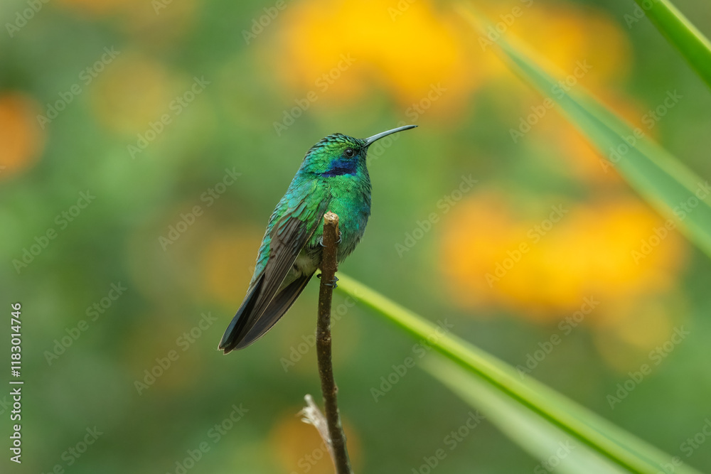 Fototapeta premium Hummingbird Green Violet-ear, Mexican Violetear, Colibri thalassinus, bird flying next to beautiful ping orange and yellow flower in natural habitat, bird from mountain tropical forest, Costa Rica.