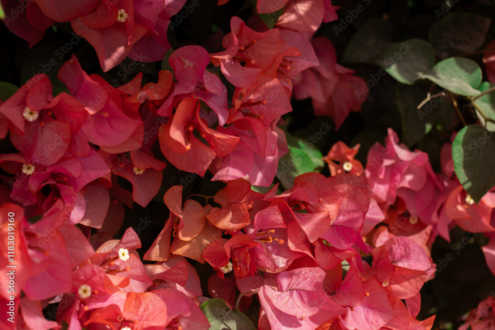 Flores de Bougainvillea, Campeche, México