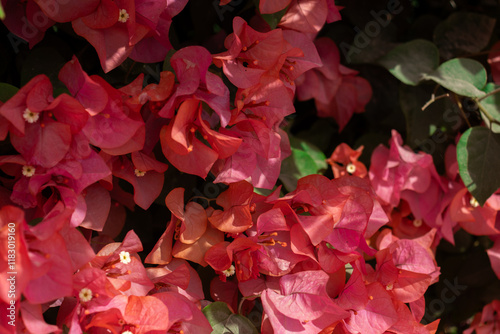 Obraz na płótnie Flores de Bougainvillea, Campeche, México w salonie