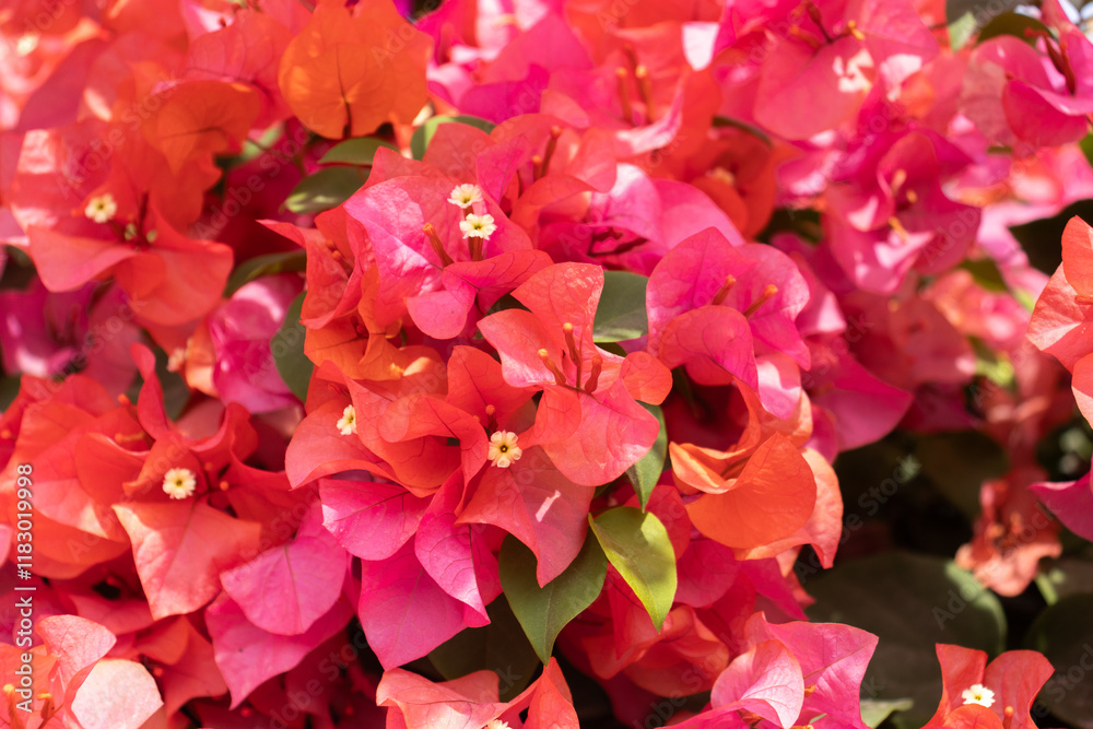 Flores de Bougainvillea, Campeche, México