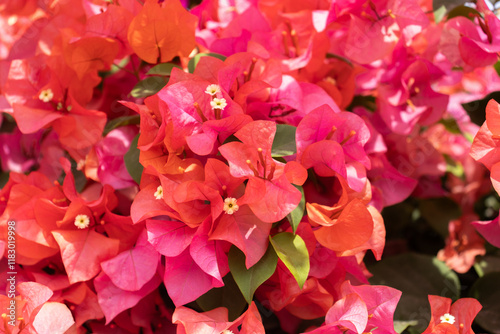 Obraz na płótnie Flores de Bougainvillea, Campeche, México w salonie