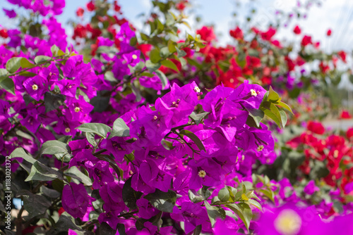 Flores de Bougainvillea, Campeche, México