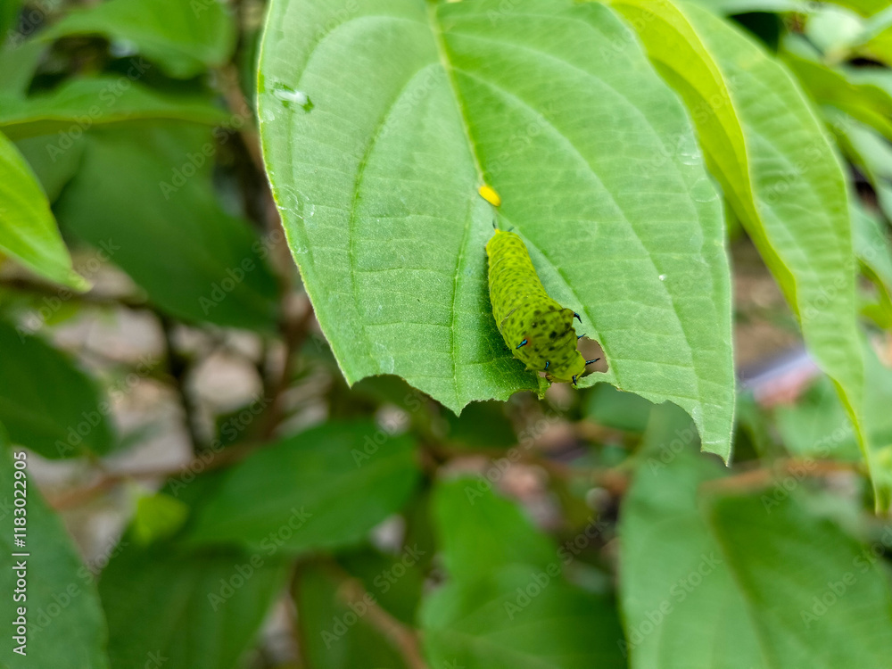 Selective focus of Graphium agamemnon caterpillar, Jay-tailed butterfly caterpillar on green leaf, suitable for background and education Selective focus of Graphium agamemnon caterpillar, Jay-tailed butterfly caterpillar on green leaf, suitable for background and education