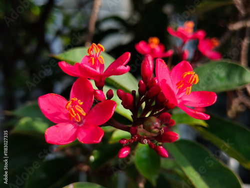 Selective focus and blurred background Jatropha integerrima, peregrina, spicy jatropha, or bunga betawi plant with exotic red flowers photo