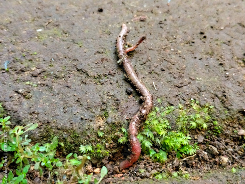 Close up of Lumbricus rubellus Earthworm, or Cacing Tanah walking on mossy grass