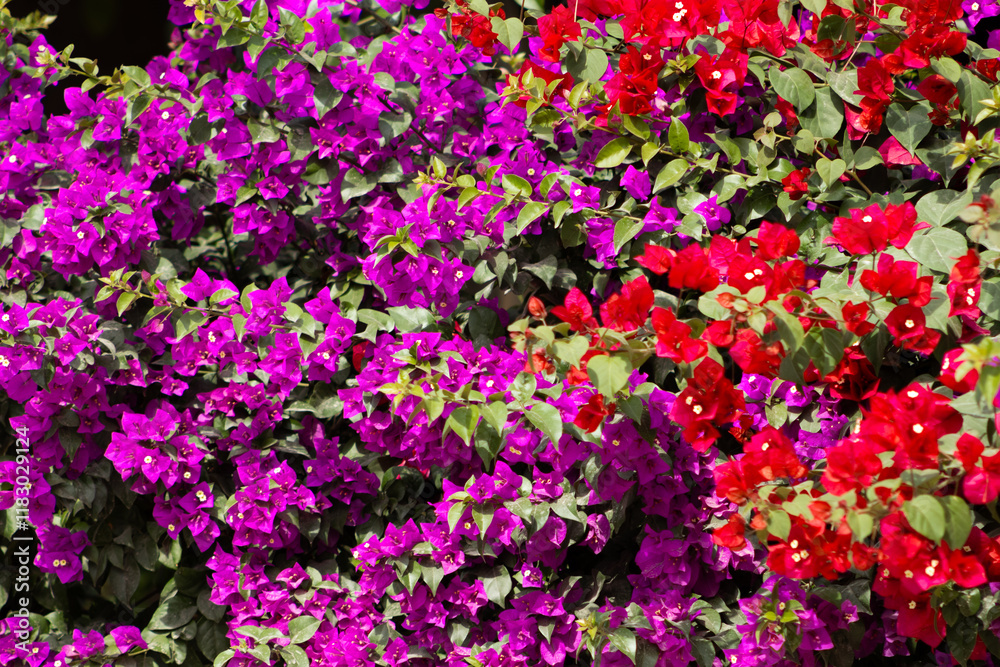 Obraz premium Flores de Bougainvillea, Campeche, México