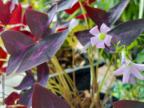 Close-up of Oxalis triangularis, purple shamrocks, or Calincing kupu with unique leaf shape and color in the garden photo