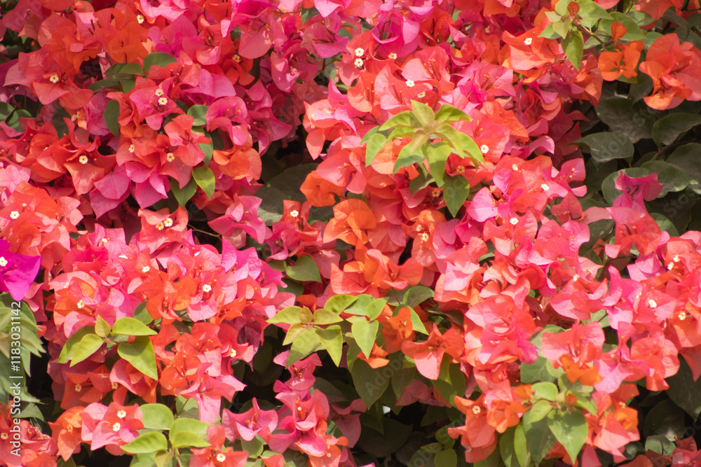 Flores de Bougainvillea, Campeche, México