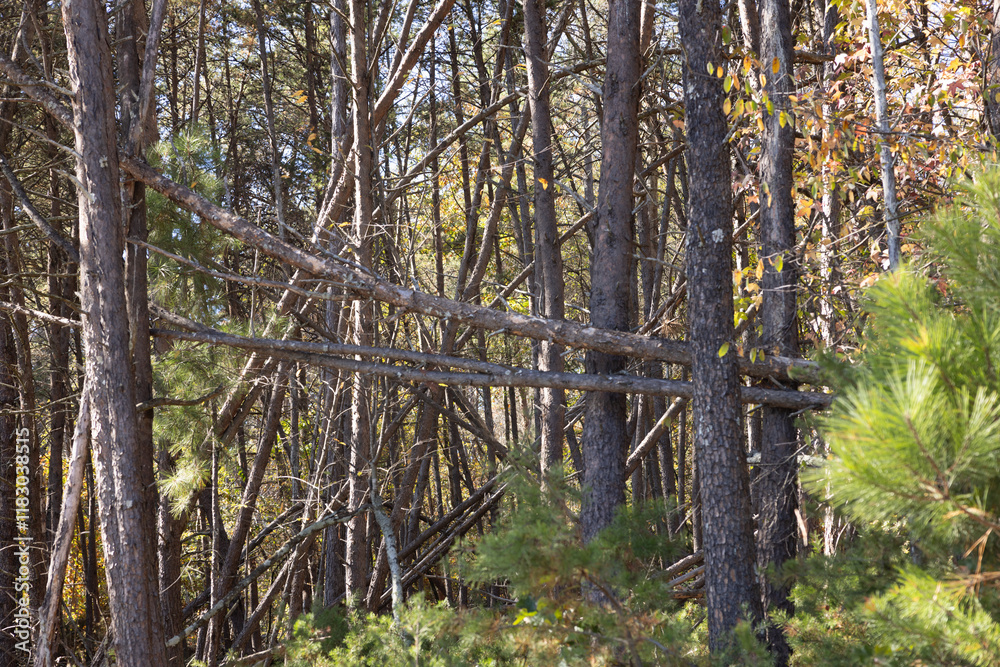 Naklejka premium Trees after a storm