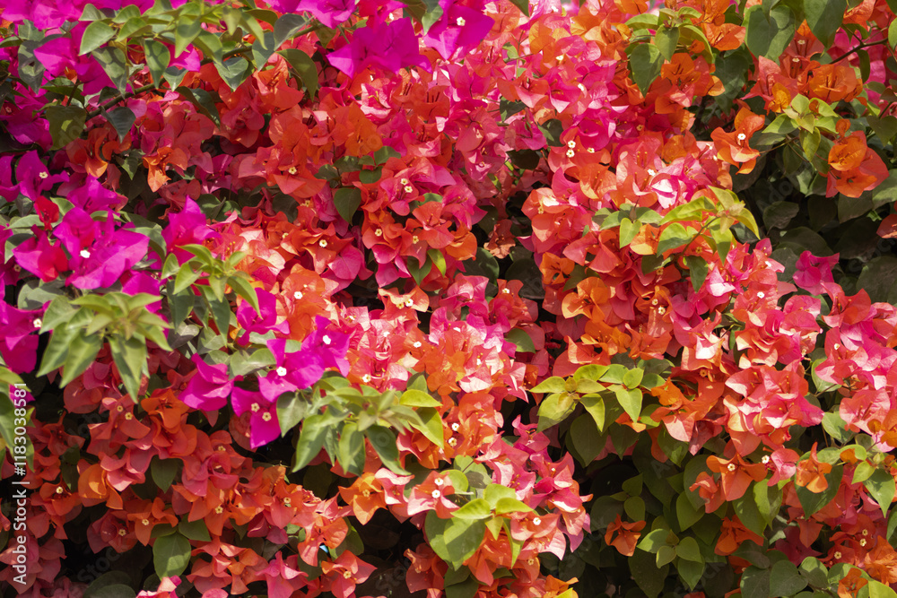 Flores de Bougainvillea, Campeche, México