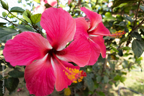 Obraz na płótnie Flores de Bougainvillea, Campeche, México w salonie