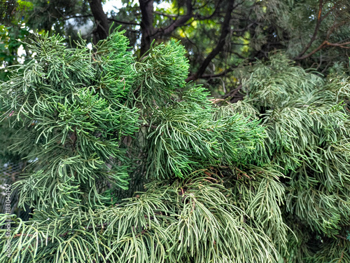 Selective focus of Dacrydium, Dacrydium cupressinum,  Sempilor, or Juniperus chinensis Kaizuka with unique leaf shape and green leaf color in the garden, suitable for abstract background photo