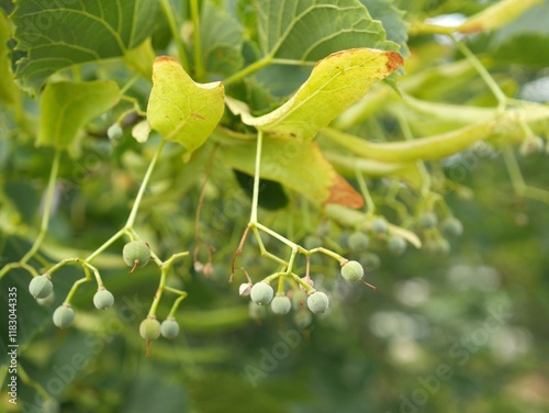 Fototapeta Naklejka Na Ścianę i Meble -  Legend Linden tree fruits in summer, Colorado