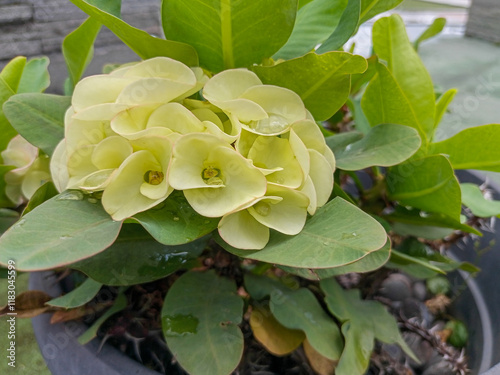 Close-up of Euphorbia milii, crown of thorns,  Christ thorn flower,  Christ plant, Mahkota duri, or kaktus pakis giwang with thorny tree trunk, unique flower shape photo