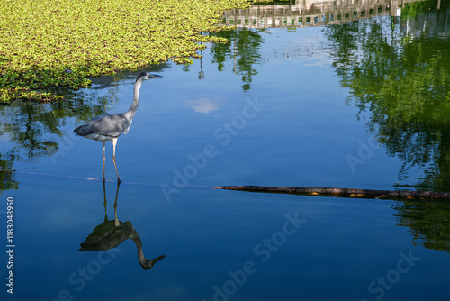 公園池の水面に映るクロサギ photo