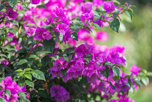 Vibrant magenta bougainvillea blossoms with lush green leaves, bathed in soft sunlight. A perfect addition for nature, floral, or tropical-themed projects.