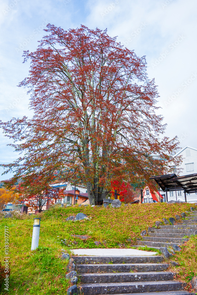 travel to Nikko in Japan and seeing maple trees
