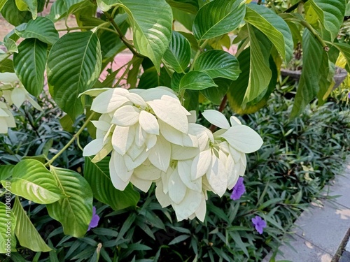 Mussaenda pubescens ornamental plant which has flowers that resemble white leaves in park photo