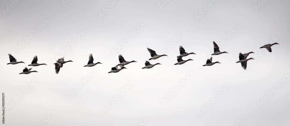 Flock of geese flying in formation against a light gray sky. Flock of geese flying in formation against a light gray sky.