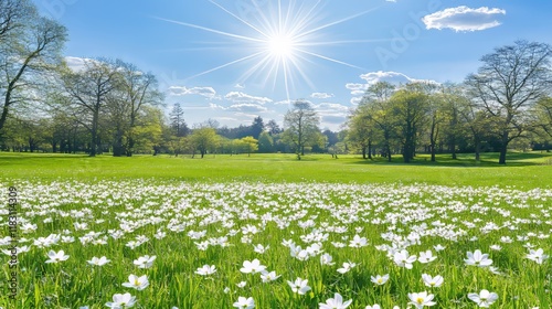 Sunny Spring Meadow with White Flowers and Trees