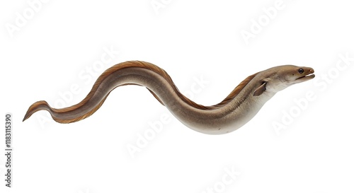 European Eel Aquatic Animal Brown Fish Underwater Wildlife Isolated Marine Life Sea Creature Nature photo